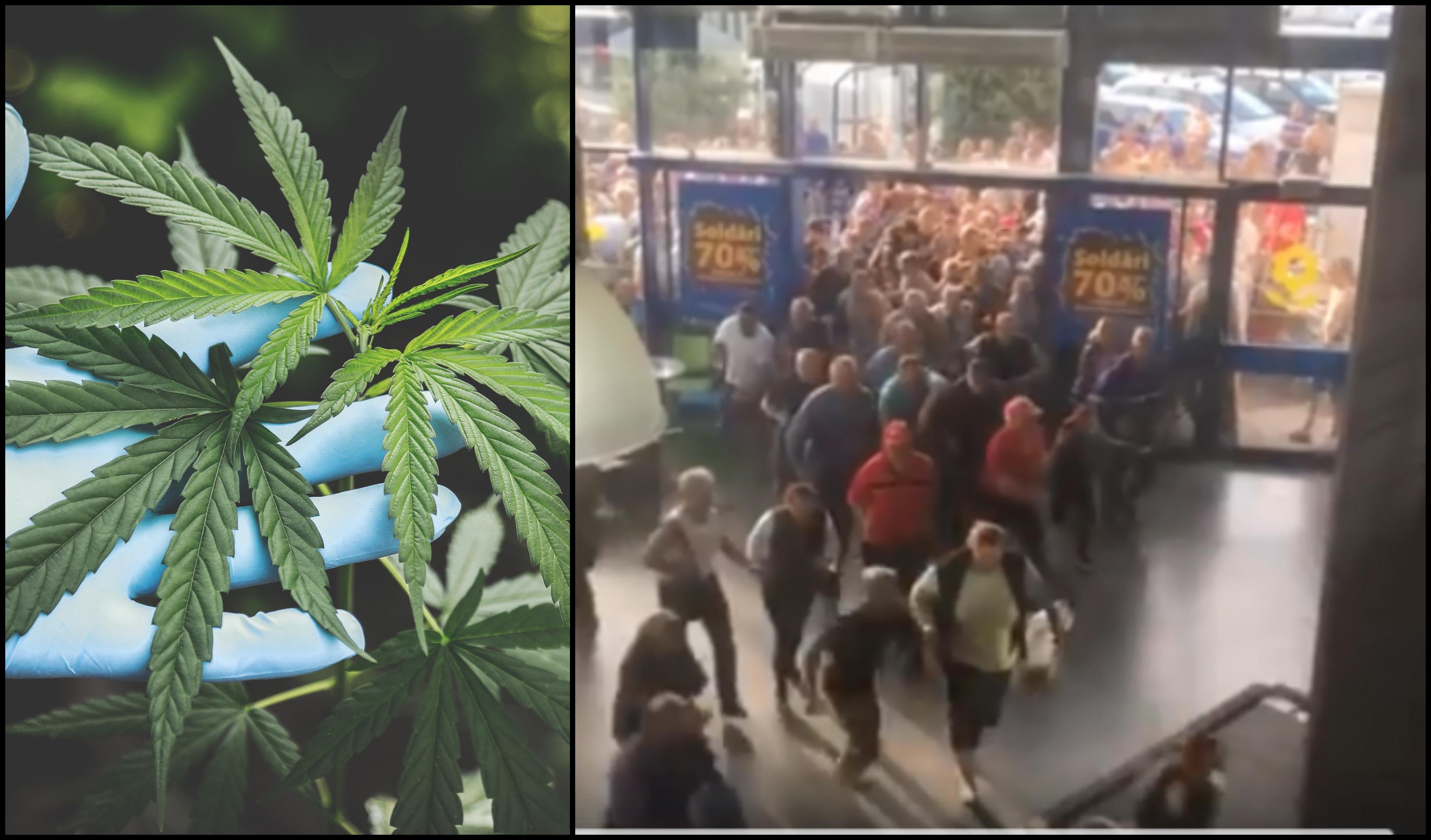 Canabisul, al treilea produs cel mai căutat după h&acirc;rtie igienică și paste &icirc;n Olanda