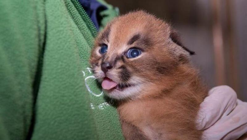 Culmea drăgălășeniei! Una dintre minunatele creaturi de pe Pământ. Pisica Caracal, cea mai drăguță felină din lume!