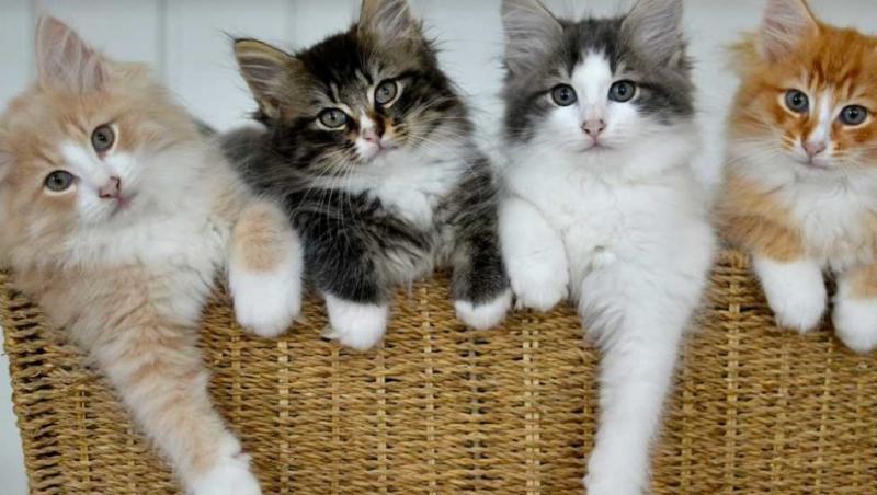 Cele mai mici rase de pisici: 8 pisicuțe drăguțe