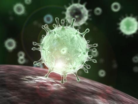 Cercetătorii au stabilit felul în care sistemul imunitar luptă împotriva Covid-19. Cine sunt persoanele care se recuperează rapid, ca după o răceală