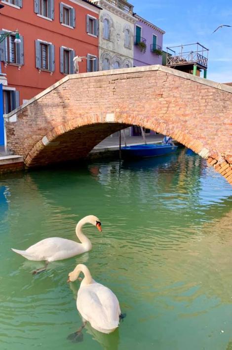 Veneția s-a curățat: Lebedele s-au întors acasă! Pandemia de coronavirus a limpezit apa de pe celebrele canalele