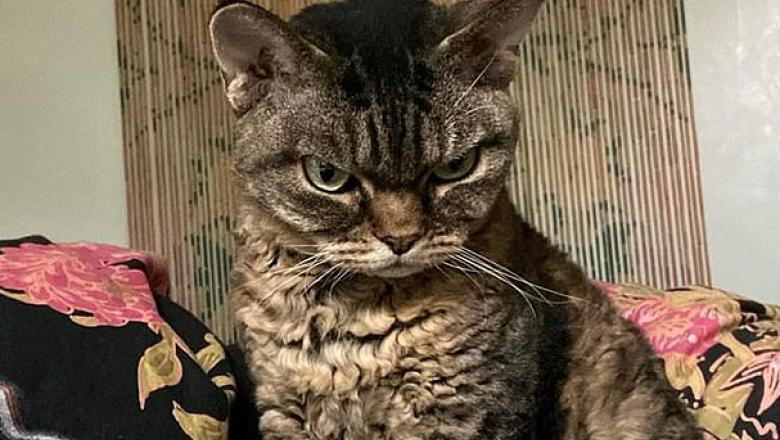 Grumpy Barbara, pisica care a devenit star pe Instagram. "Dacă intră cineva &icirc;n casă, amenință că &icirc;l va omor&acirc;" Video