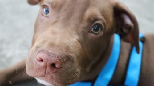 Și tu ai un animal de companie și te-ai &icirc;ntrebat măcar o dată! Oamenii de ştiinţă au aflat de ce au c&acirc;inii nasurile at&acirc;t de reci