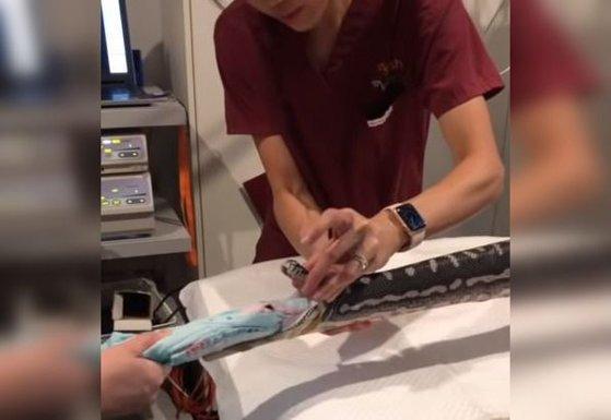 Operaţiune spectaculoasă! Un piton a fost salvat după ce a &icirc;nghițit un prosop de plajă. Video