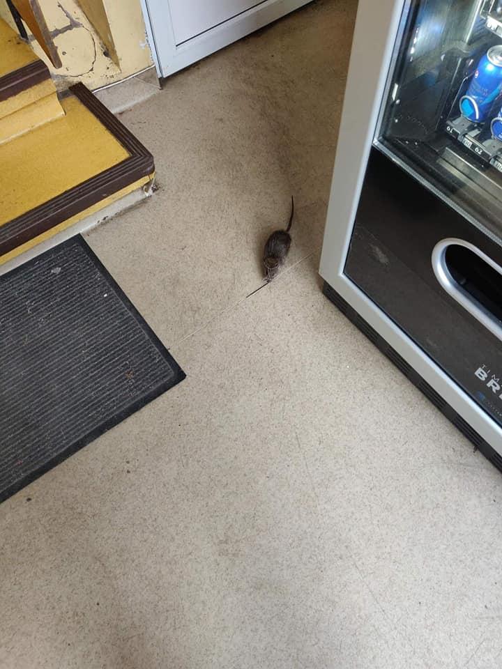 Deputatul USR, Emanuel Ungureanu, despre noua vizită a șobolanului Dominic la Spitalul de Copii. "Vizita vitrina cu bunătăți"