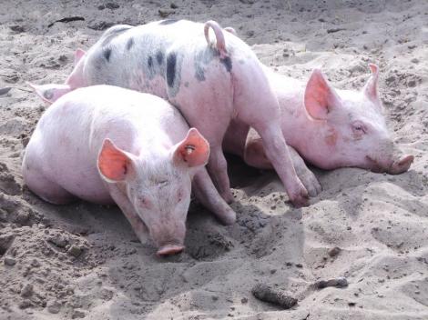 Reproducerea porcilor în micile gospodării va fi interzisă