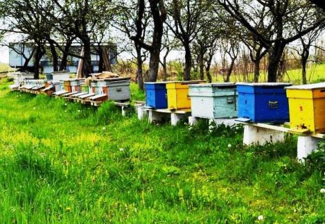 Apicultorii ar putea primi în acest an 50,2 milioane lei prin Programul naţional apicol pentru perioada 2020-2022