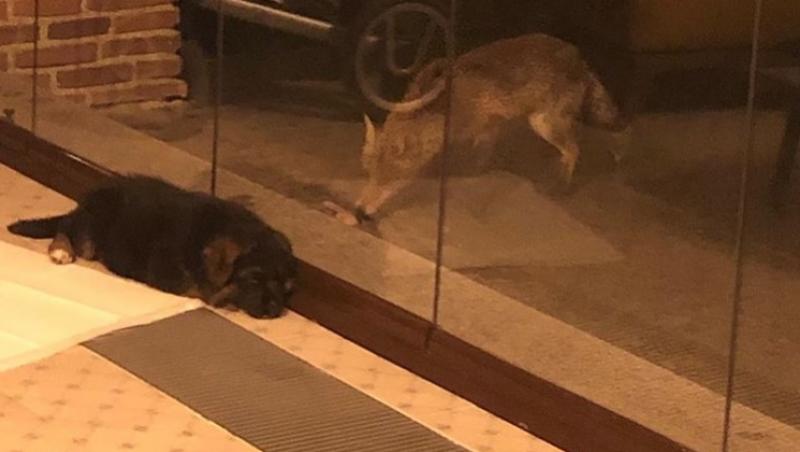 Câinele Mirelei Vaida a fost la un pas să fie mâncat de o vulpe