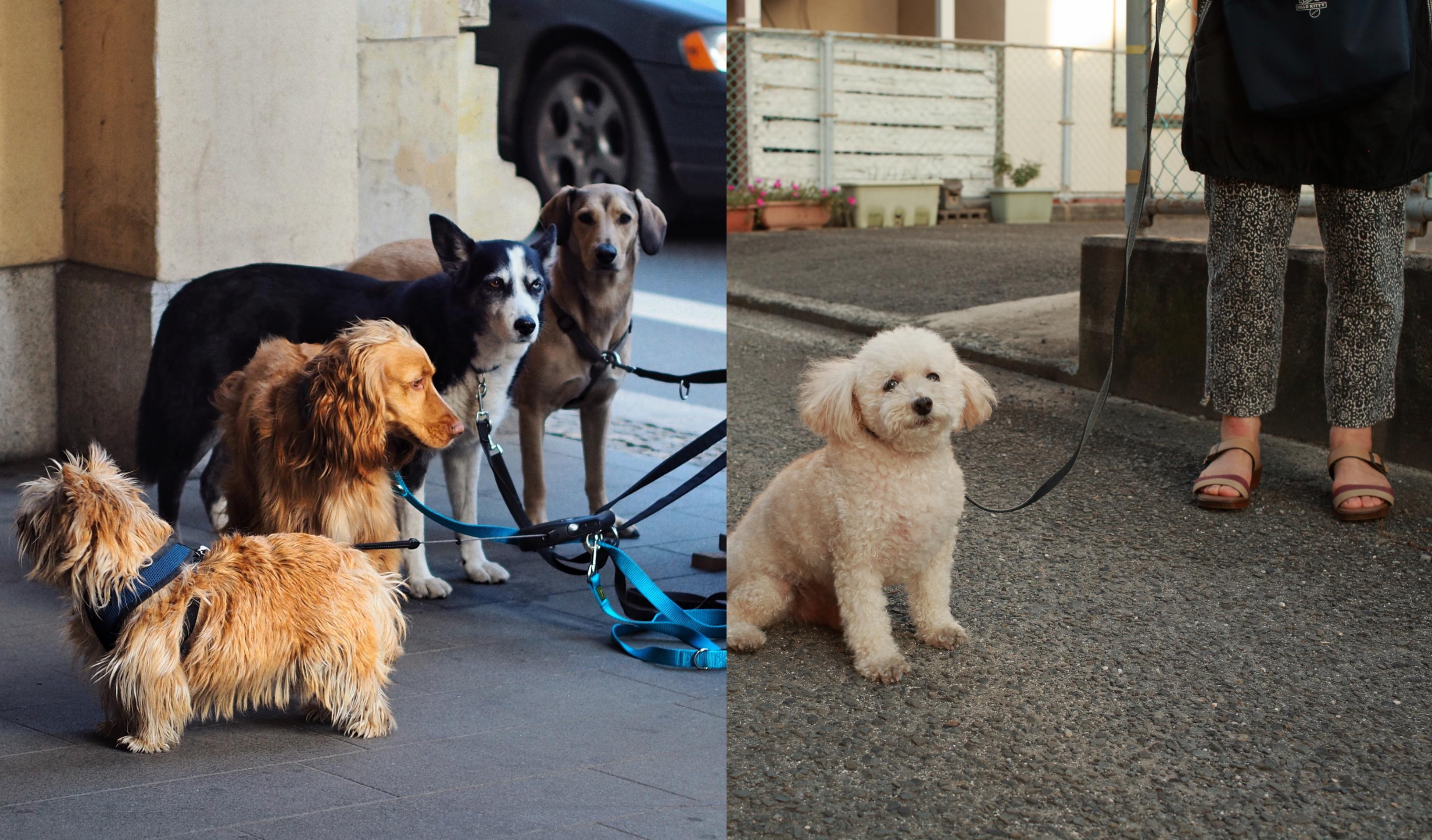 Situație hilară! Italienii au &icirc;nceput să &icirc;nchirieze c&acirc;ini ca să poată ieși din casă. Pe acest motiv, nu pot fi amendați de autorități