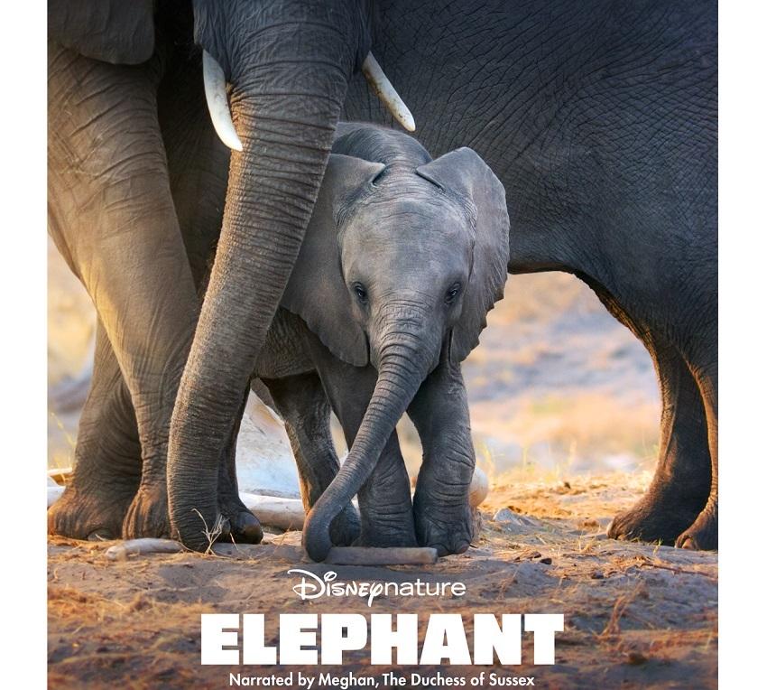 Meghan Markle, naratorul unui documentar al Disney+ VIDEO