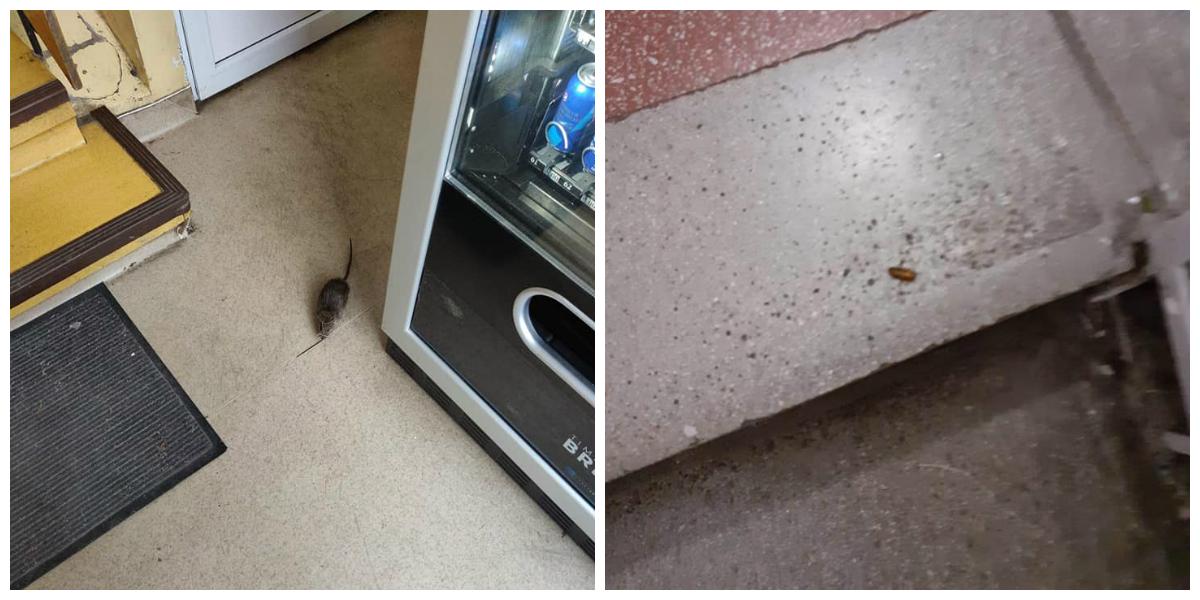 Situație revoltătoare la Spitalul de Copii din Cluj-Napoca. Ploșnițe și șobolani, surprinși &icirc;n timp ce mișunau printre copiii proaspăt operați&nbsp;