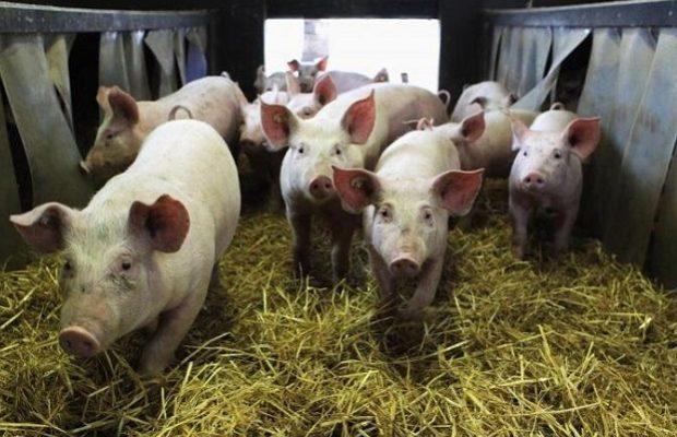 Timiș: Focar de pestă porcină africană. Zeci de porci au fost incinerați