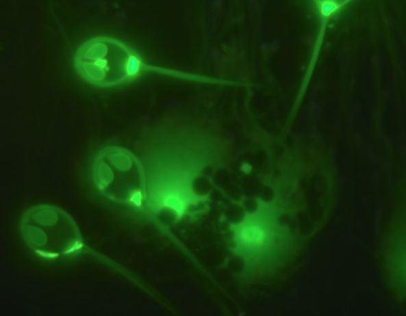 Oamenii de ştiinţă au descoperit primul animal care nu respiră. "Aceste organisme au evoluat"