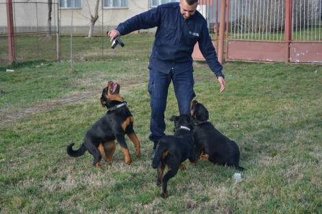 Trei căţeluşe din rasa Rottweiler au început pregătirea la Inspectoratul de Jandarmi Judeţean Arad