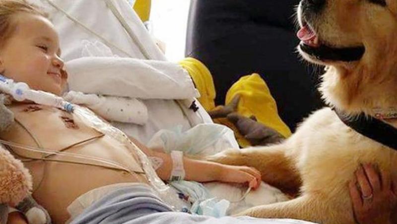 Un băiețel de 3 ani cu o afecțiune cerebrală rară și-a revenit datorită unui câine. 