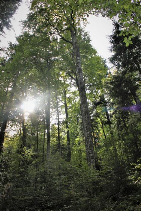 Klaus Iohannis a plantat un copac în judeţul Dâmboviţa: Pădurea trebuie protejată. Este inadmisibil ca în secolul XXI să mai avem tăieri ilegale masive
