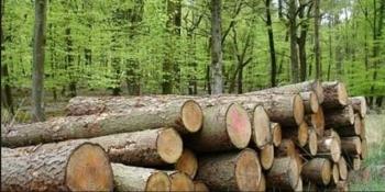 Parlamentarii USR cer stoparea tăierilor de păduri în perioada stării de urgenţă