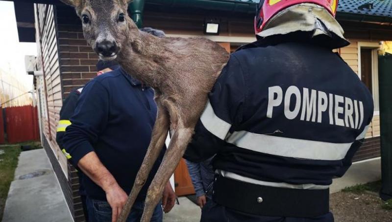 Bambi, salvat şi îngrijit după ce a rămas blocat într-un gard de fier
