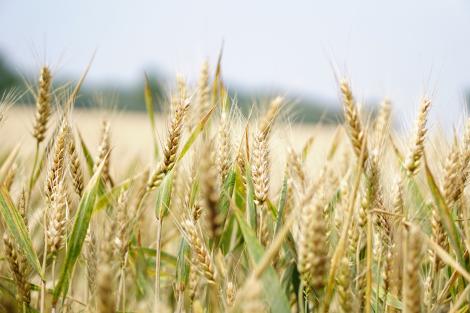 Românii riscă să rămână fără pâine până la vară: stocurile de grâu sunt aproape epuizate și seceta pune la pământ agricultorii