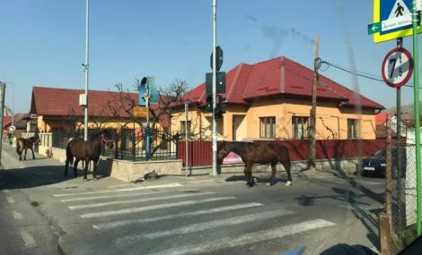 Oamenii stau în case, dar animalele umblă singure pe străzi. Imaginea zilei în România