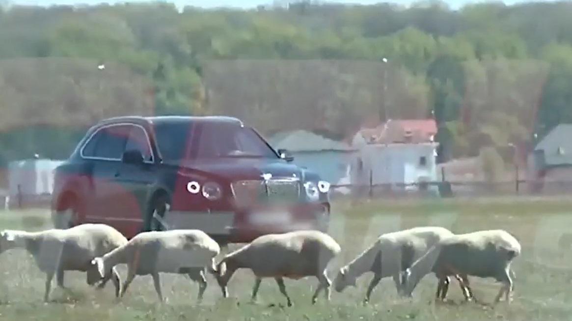 Imaginile anului! Gigi Becali, la plimbare cu oile! Cum a fost surprins omul de afaceri din Pipera
