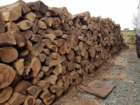 PSD somează Guvernul să oprească mafia lemnului:„În timp ce românii sunt ținuți în case, pădurile pleacă din România."
