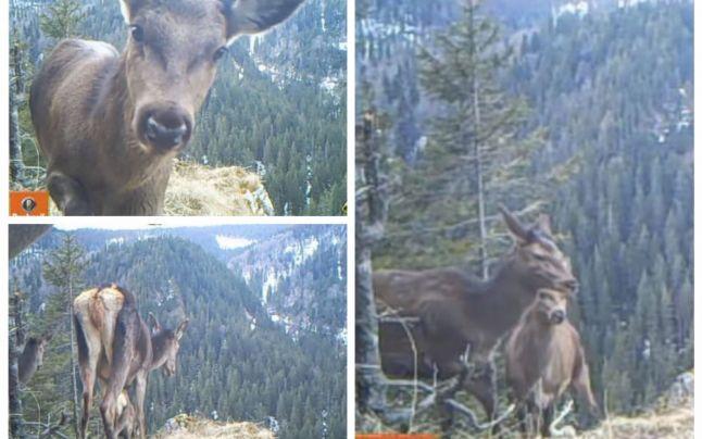 VIDEO | Imagini inedite din munții Apuseni cu ciutele. Animalele s-au adunat la marginea prăpastiei