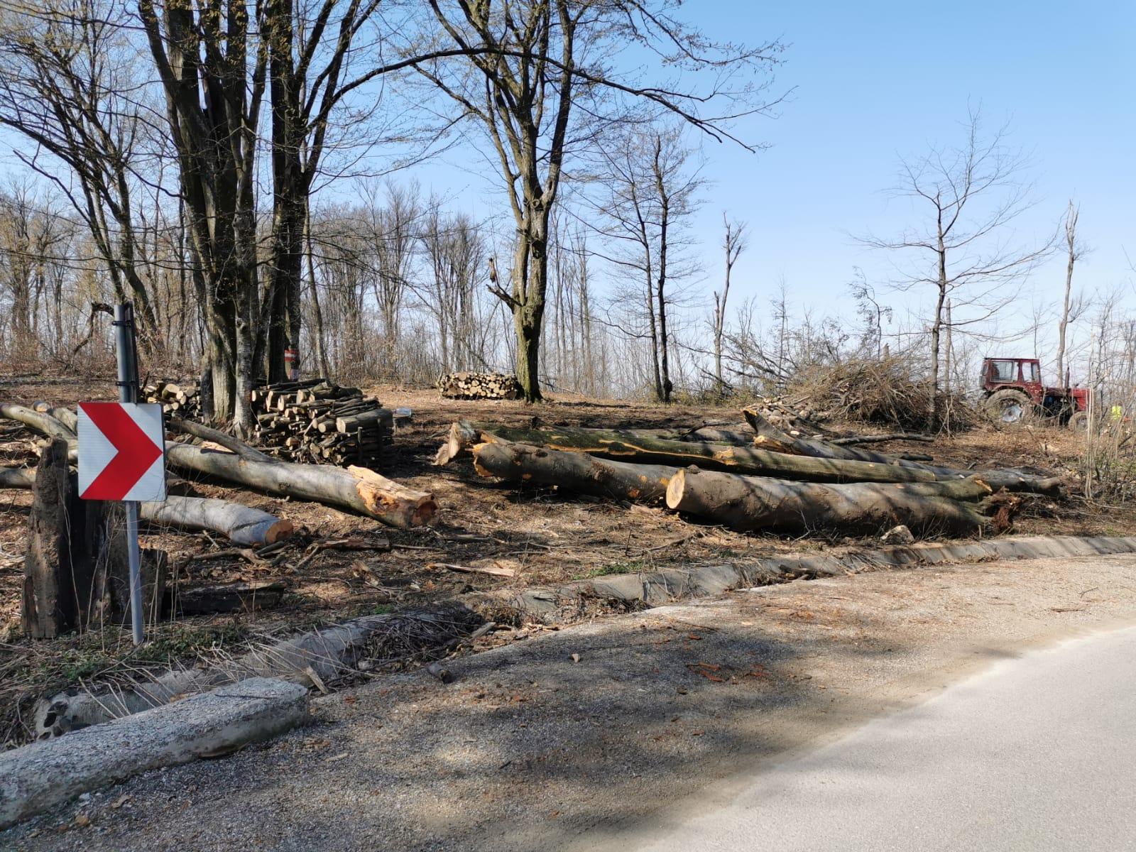 Defrișările masive din Rom&acirc;nia, adevăr sau manipulare? Ministrul Mediului: "Se &icirc;ncearcă inducerea ideii de catastrofă"