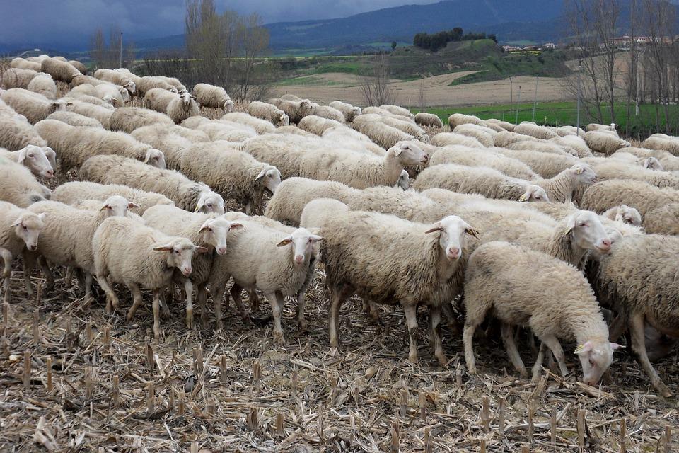 Proprietara unei ferme de ovine și-a găsit toate oile moarte. Un număr de 144 de animale au pierit, nu se știe din ce cauză