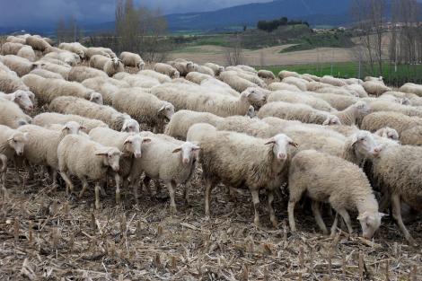 Proprietara unei ferme de ovine și-a găsit toate oile moarte. Un număr de 144 de animale au pierit, nu se știe din ce cauză