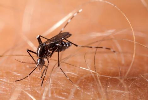 Pot țânțarii transmite noul coronavirus? Mituri despre Covid-19 dezminţite de OMS