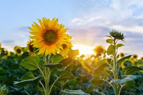 Ce boli pot compromite cultura de floarea-soarelui și ce metode de combatere poți folosi