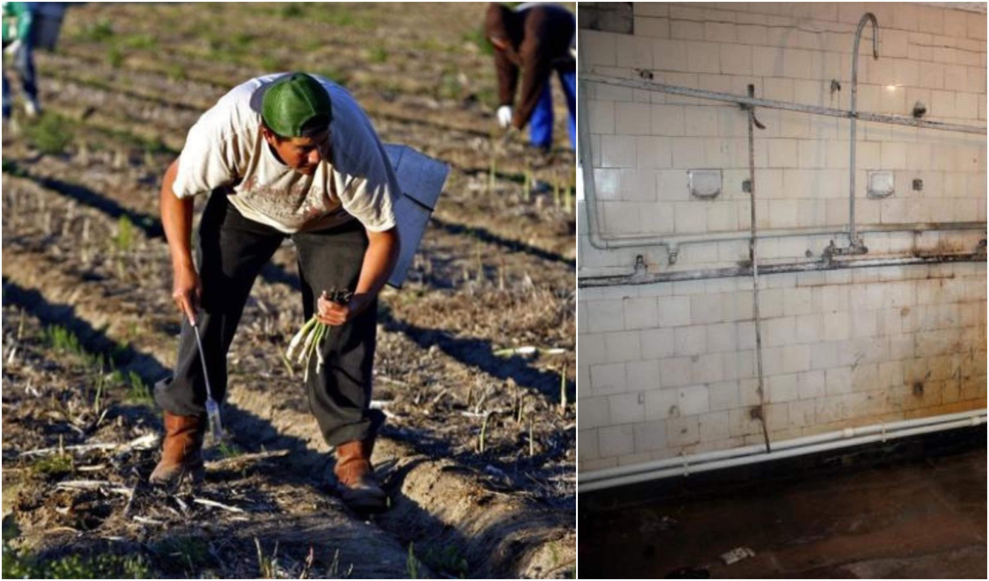 Credeau că le va fi bine! Rom&acirc;nii plecați &icirc;n Germania, la sparanghel, o duc rău: "Folosim dușuri comune, săpunul este limitat. Firma care ne-a trimis nu mai răspunde la telefon"