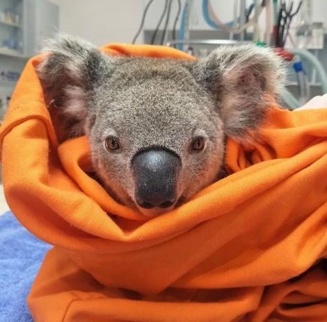 Vești bune din Australia! Urșii koala răniți în focurile devastatoare, din nou în habitatul lor natural!