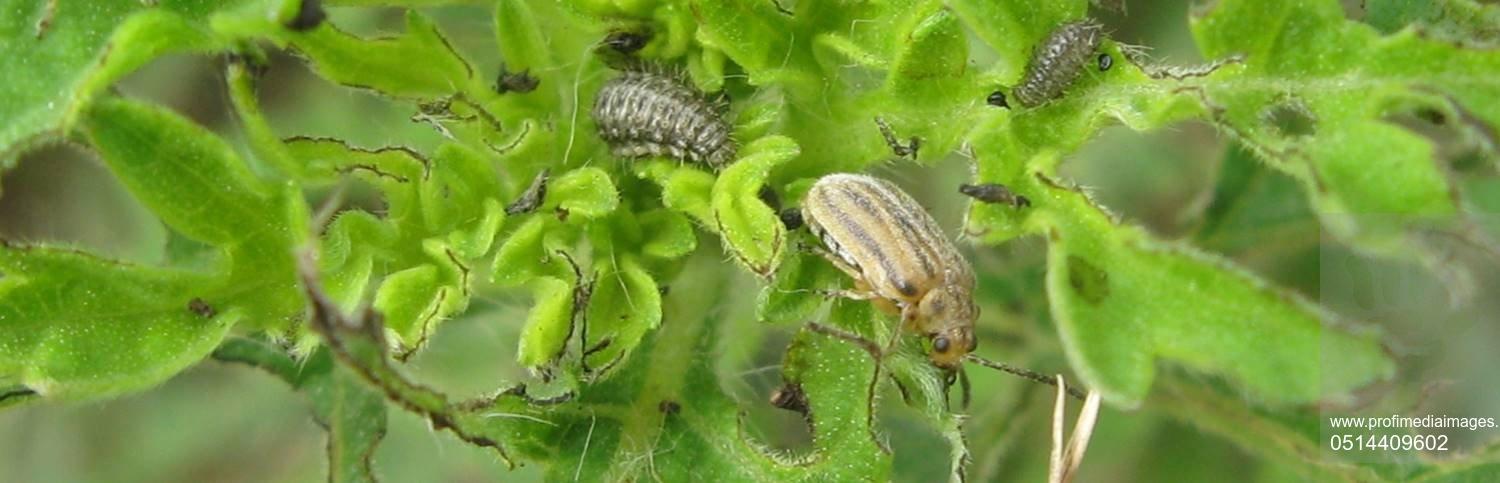 Descoperire fantastică! Cum poate acest gândac minuscul să ajute milioane de alergici din toată lumea!