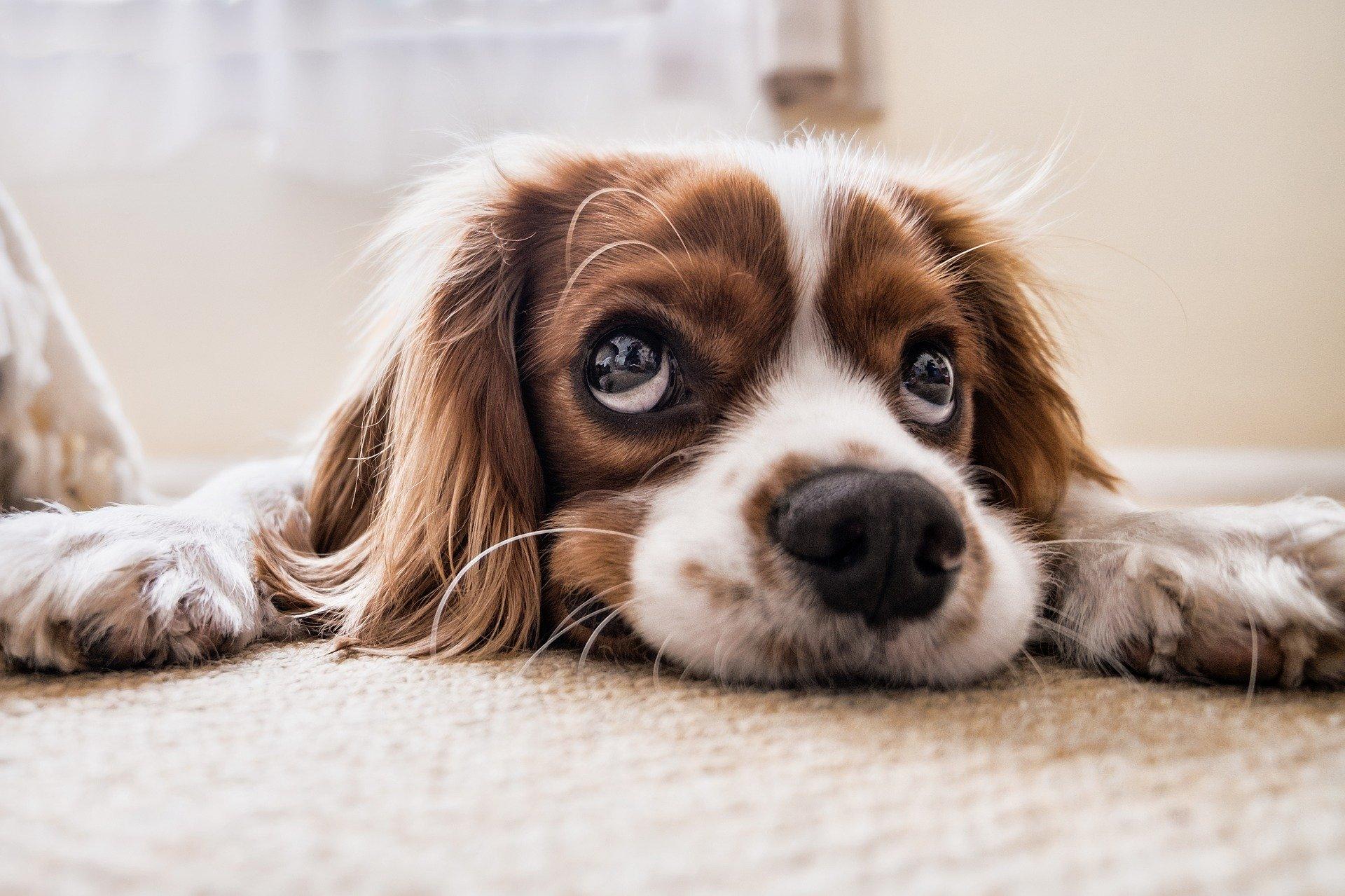 Cele 8 întrebări la care trebuie să răspunzi înainte să adopți un animal de companie