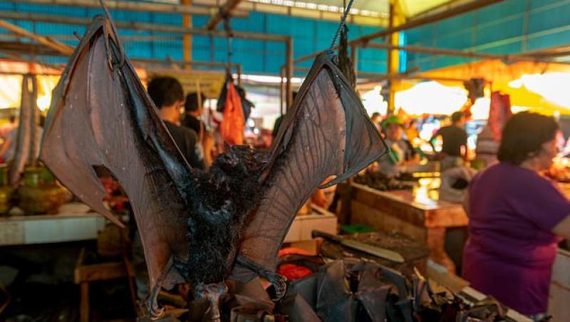 Unii stau în case, alții mănâncă lilieci! Imagine virală dintr-o piață din Indonezia, în vremea pandemiei de Covid-19