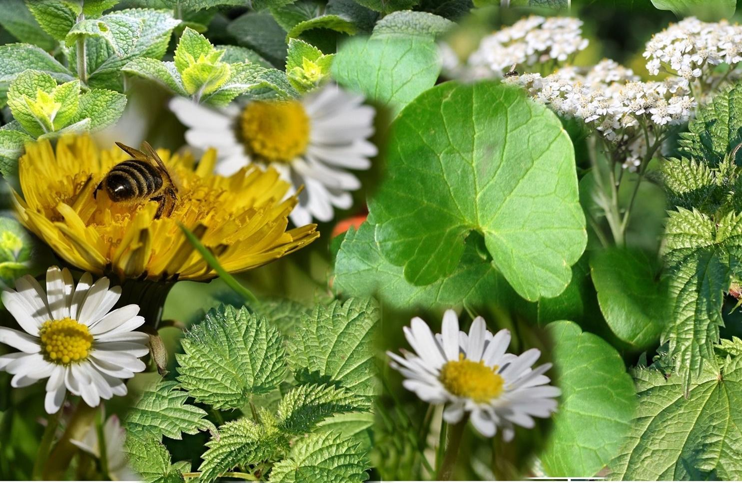 Top 10 plante de primăvară cu multiple beneficii asupra organismului