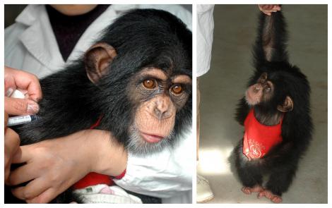 Un vaccin anti-coronavirus, efect uluitor! Ce s-a întâmplat cu maimuțele pe care a fost testat. „Am ales specia cea mai apropiată de om”