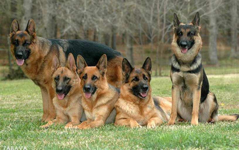 O femeie a murit după ce a fost atacată de c&acirc;inii unui cioban. Avea doar 41 de ani&nbsp;