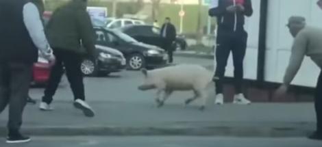 Ca la noi, la nimeni! Amendă de 2.000 de lei  pentru că a ieșit pe stradă să prindă porcul fără să aibă declarație: "Porcul a fugit pe strada și soția mea nu a apucat sa facă declarația"