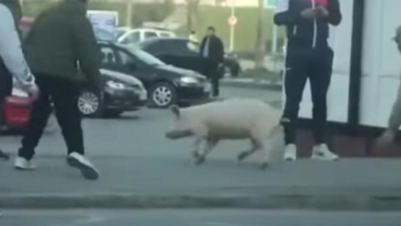 Ca la noi, la nimeni! Amendă de 2.000 de lei pentru că a ieșit pe stradă să prindă porcul fără să aibă declarație: "Porcul a fugit pe strada și soția mea nu a apucat sa facă declarația"