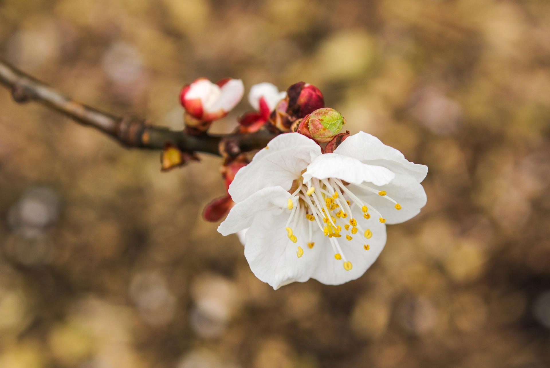 Vremea de m&acirc;ine. Maximele ajung și la 20 de grade pe 7 aprilie