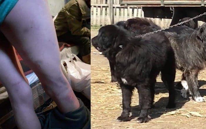 Clipe de coșmar trăite de trei frați la o st&acirc;nă din Avrig: Sunt bătuți, &icirc;nfometați și dați la c&acirc;ini