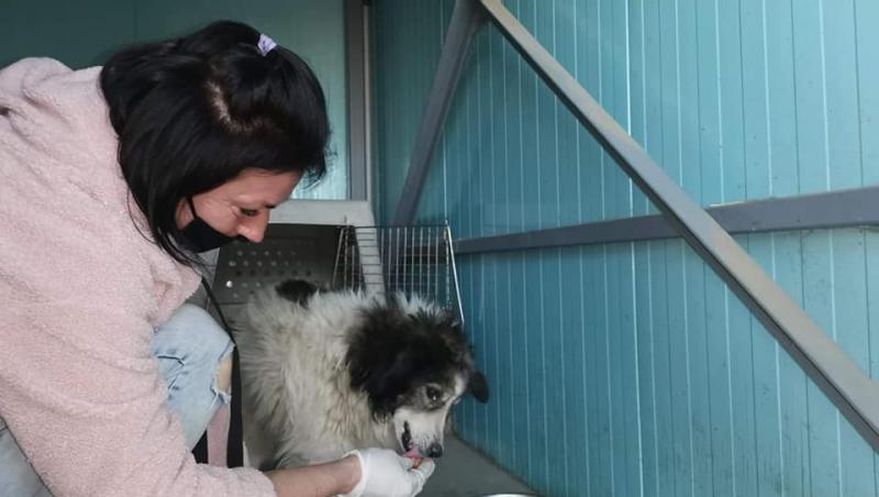 Un câine din Vaslui a fost salvat după ce a stat o lună fără mâncare și apă