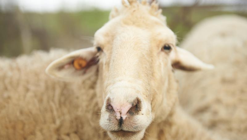 Amenda pentru un bătrân care a ieșit să își adune oile scăpate din țarc