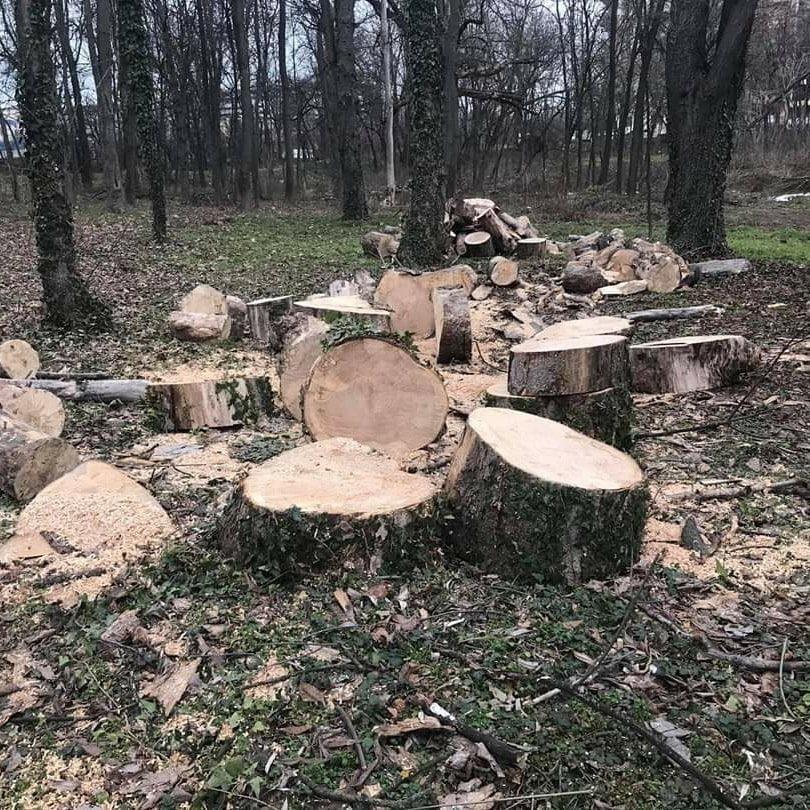 Percheziţii &icirc;n patru judeţe, la persoane bănuite că ar fi tăiat fără drept arbori din fondul forestier naţional şi ar fi folosit avize de &icirc;nsoţire false