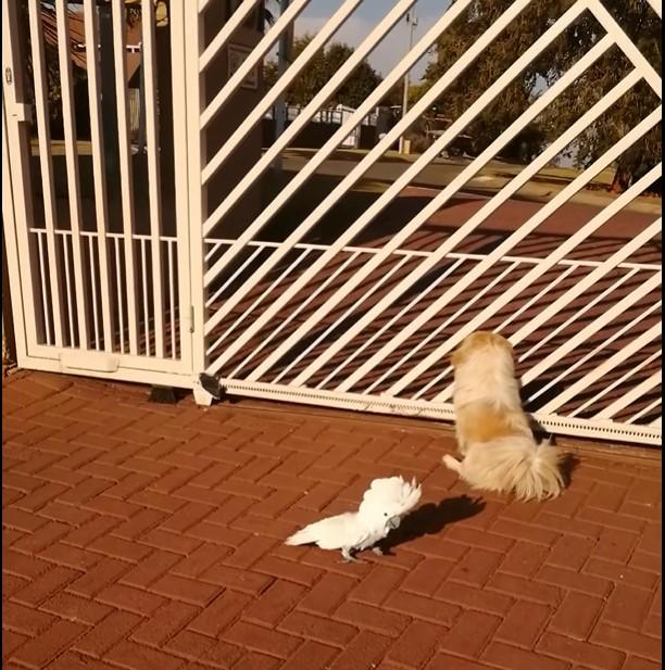 Aşa ceva merită văzut, răm&acirc;i cu GURA CĂSCATĂ! Latră, dar nu-i c&acirc;ine. Filmulețul haios cu un papagal care a crescut printre cățeluși | Video viral