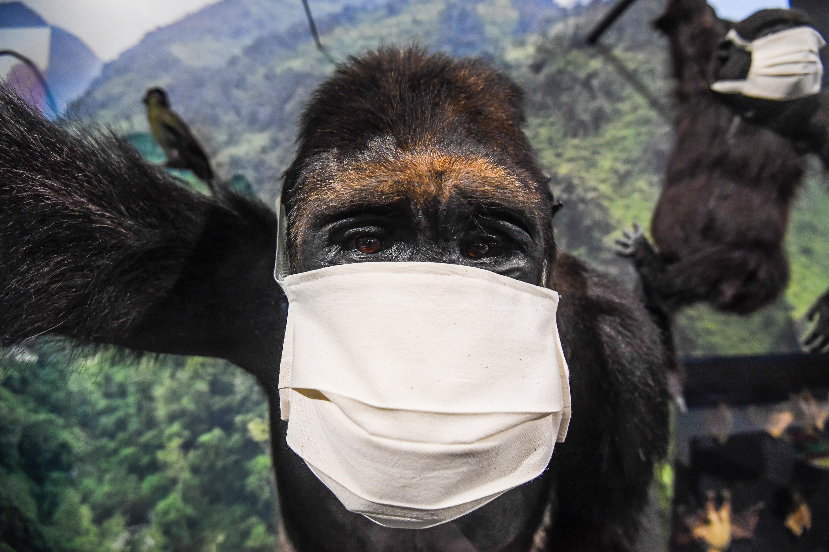 Tot animalele ne scapă de Covid! Două studii importante, o descoperire uriașă: Ce se &icirc;nt&acirc;mplă &icirc;n organism, &icirc;n cazul reinfectării