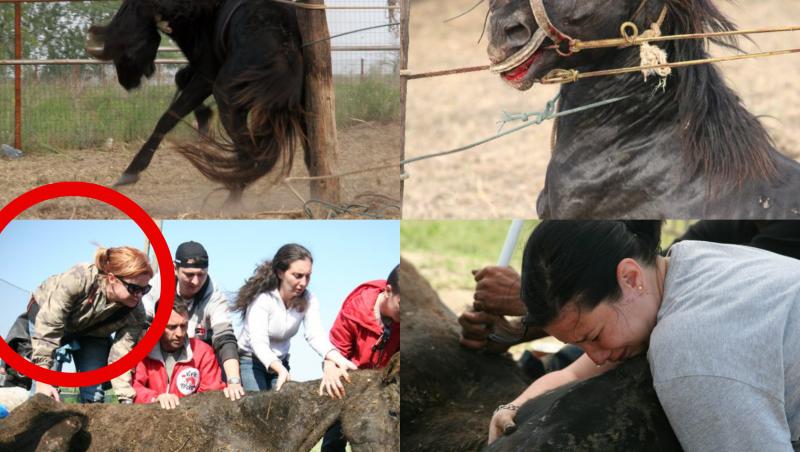 FOTO | Imagini devastatoare cu caii maltratați din Letea. Regretata Cristina Țopescu s-a aflat printre cei care au salvat animalele de la cele mai grele chinuri